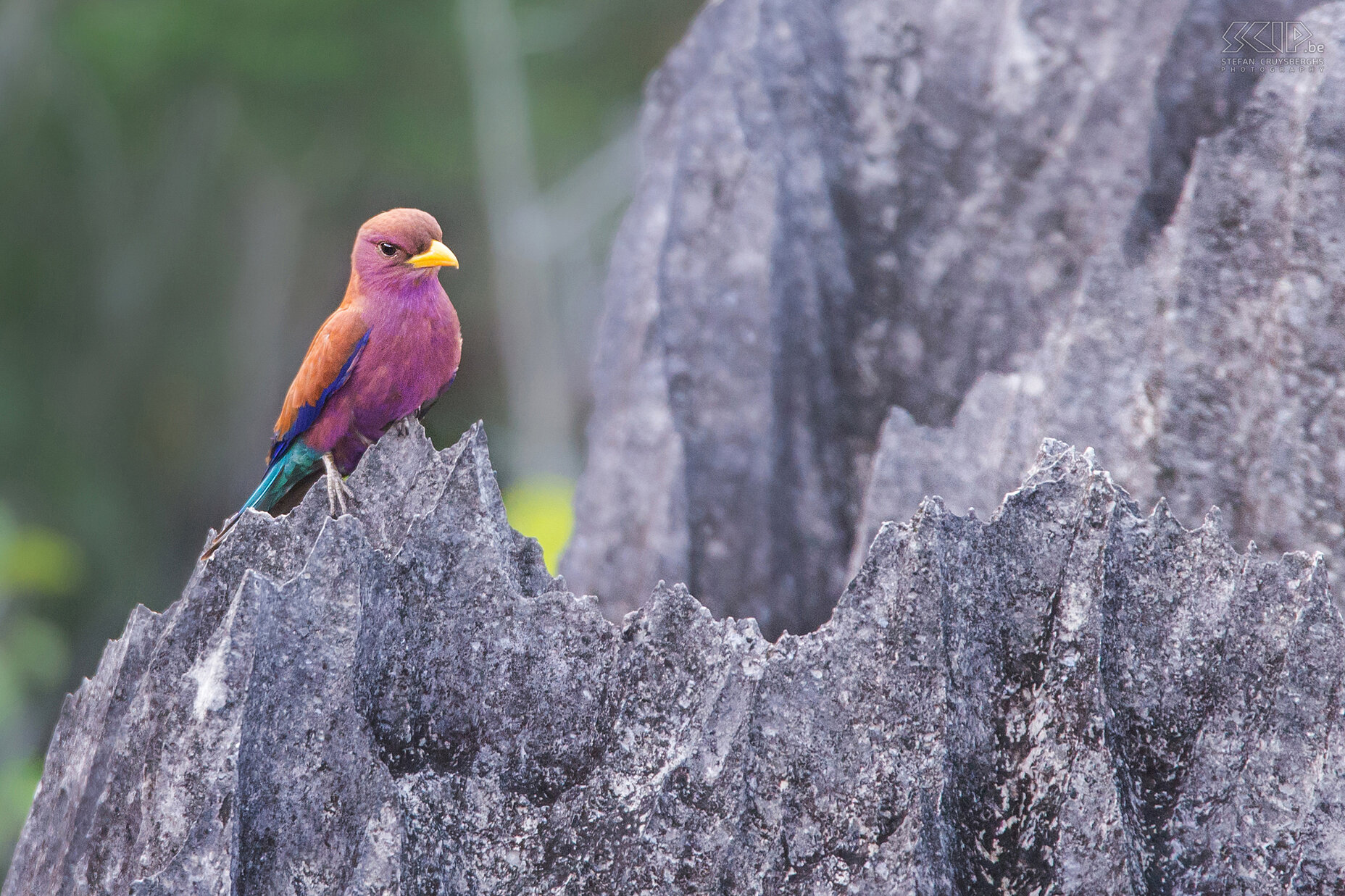 Small Tsingy - Broad-billed roller The second day we explored the ‘small/petit’ Tsingy. This Tsingy is smaller and less spectacular but it has wonderful narrow canyons. We also saw a colourful broad-billed roller (Eurystomus glaucurus). Stefan Cruysberghs